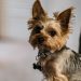 Photo yorkie puppy