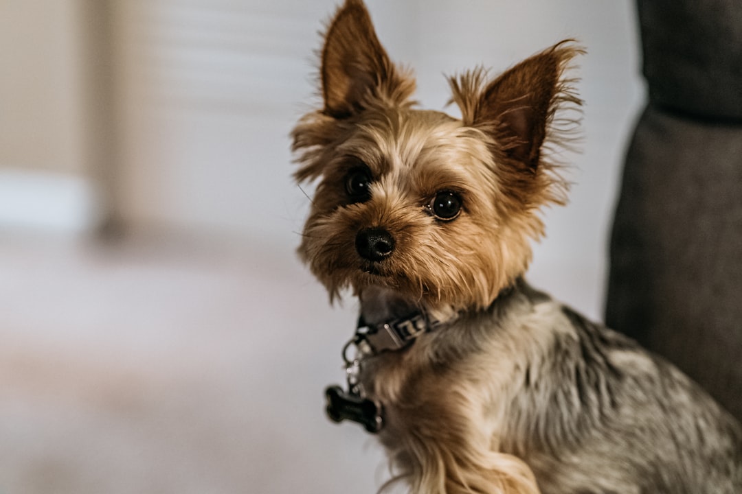 Photo yorkie puppy